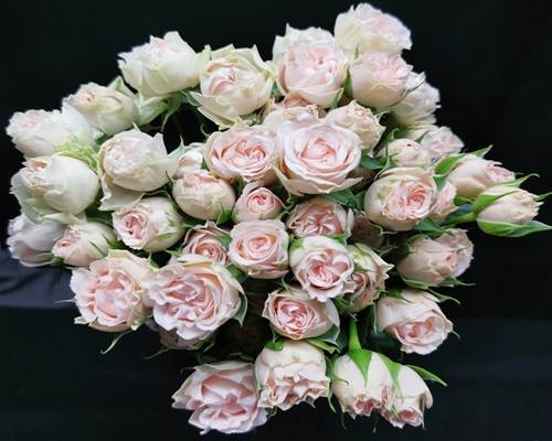 ROMANTIC BUBBLE ,Garden Spray Rose
